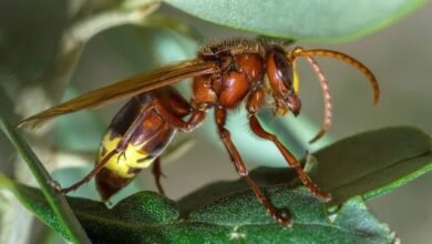 Officials issue warning as insect with fatal sting invades tourist hotspot Its most likely that.. it arrived via maritime cargo transport
