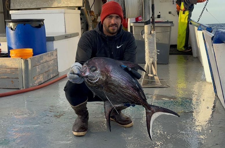 Big Scale Pomfret