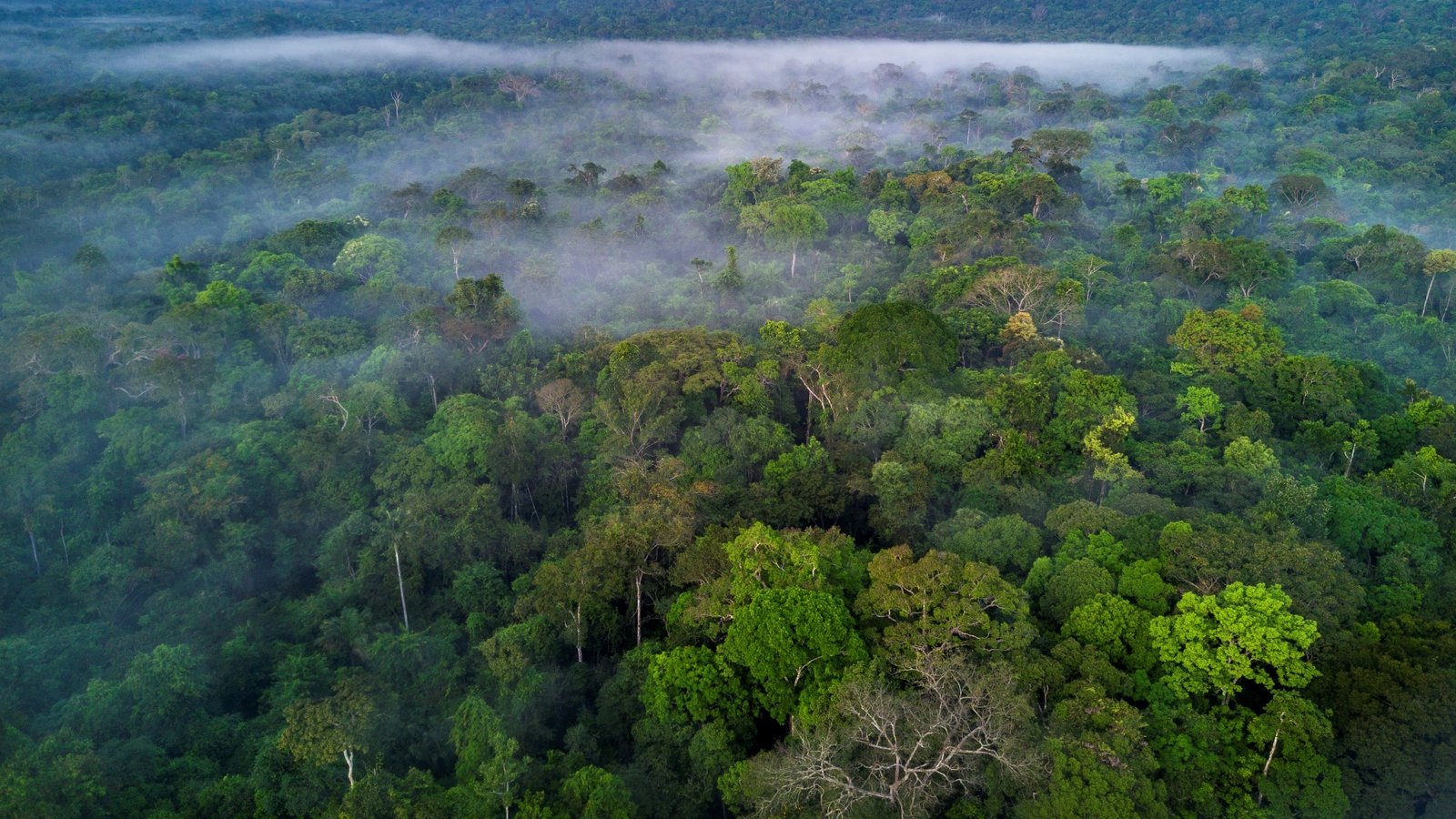 Aerial photograph of the Amazon rainforest in Brazil.