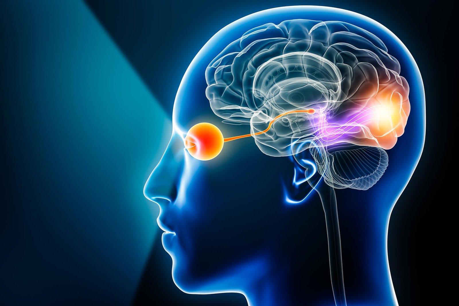 تساعد خدعة إصلاح الدماغ المخفية على استعادة الرؤية بعد الصدمة تساعد خدعة إصلاح الدماغ المخفية على استعادة الرؤية بعد الصدمة