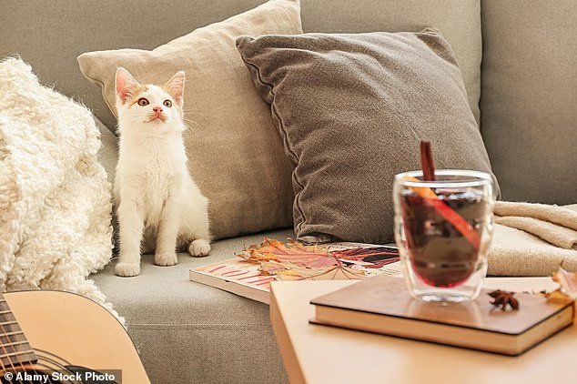 Have a purrfect Christmas! Feline charity urges cat owners to avoid stressing their pets over festive period Have a purrfect Christmas! Feline charity urges cat owners to avoid stressing their pets over festive period