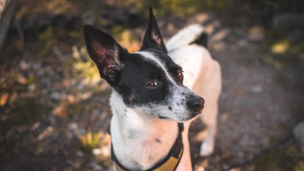Dogs notice human stress earlier and accurately than humans Dogs notice human stress earlier and accurately than humans