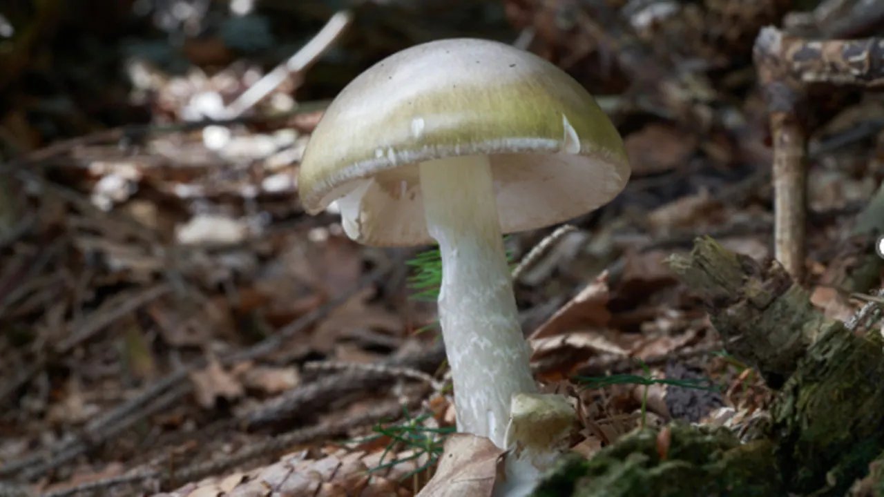California warns against foraging after deadly mushroom outbreak California warns against foraging after deadly mushroom outbreak