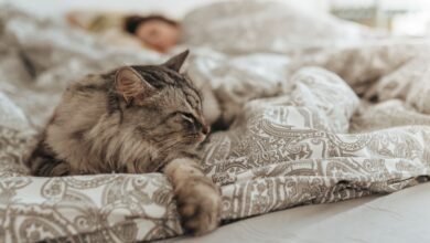 Weighted blankets a cure for stress or an expensive placebo?