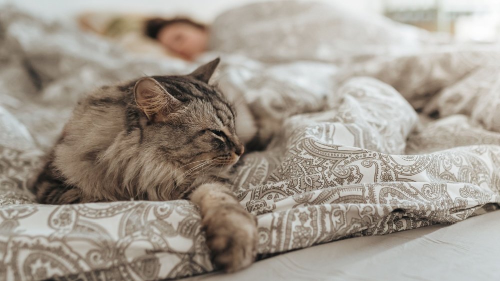 Weighted blankets a cure for stress or an expensive placebo?
