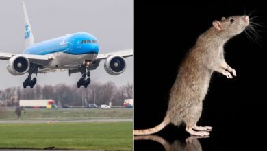 Loose Rat in Plane Cabin Causes Chaos on KLM Flight to Aruba