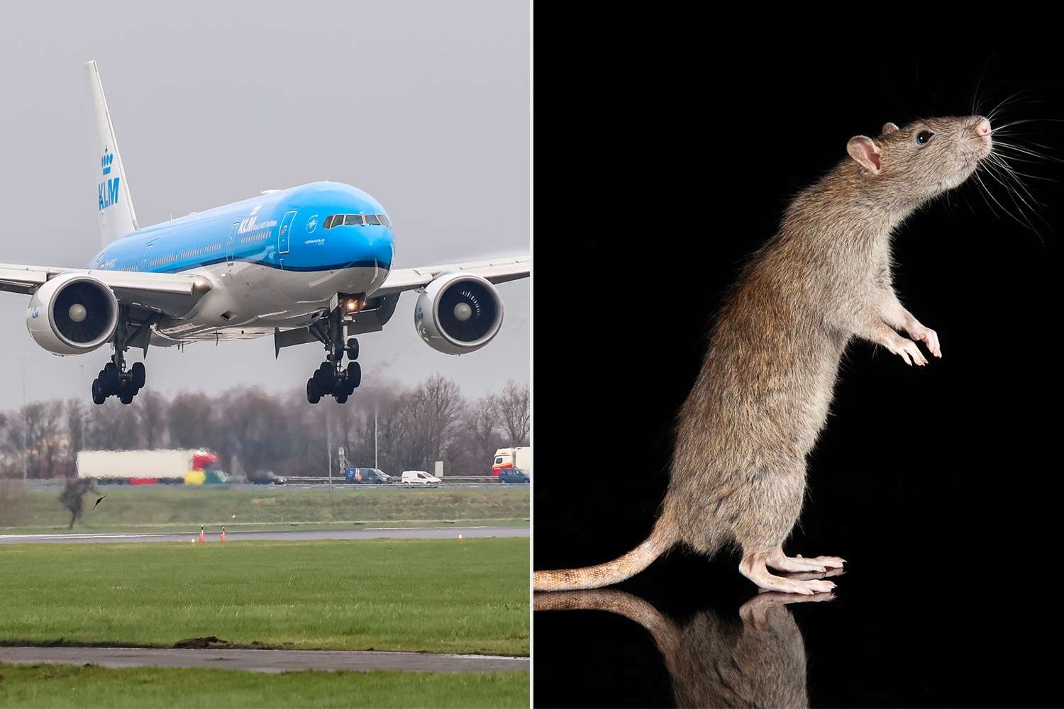 Loose Rat in Plane Cabin Causes Chaos on KLM Flight to Aruba Loose Rat in Plane Cabin Causes Chaos on KLM Flight to Aruba