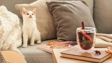 Have a purrfect Christmas! Feline charity urges cat owners to avoid stressing their pets over festive period