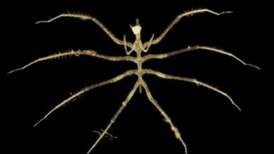 Scientists Discover Hundreds of New Species in One of Earth’s Least Explored Realms