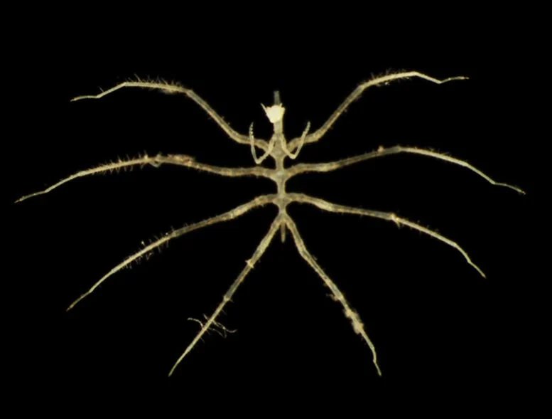 Scientists Discover Hundreds of New Species in One of Earth’s Least Explored Realms