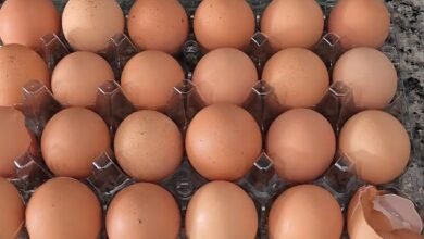 Husbands fury after discovering wifes infuriating egg habit – and hes not alone Divorce is imminent