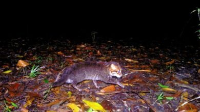 Flat-headed cat not seen in Thailand for almost 30 years is rediscovered