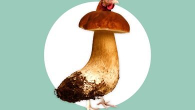 Scientists Unveil FCPD, a ‘Meatlike’ Fungus That Digests Easier and Grows Faster