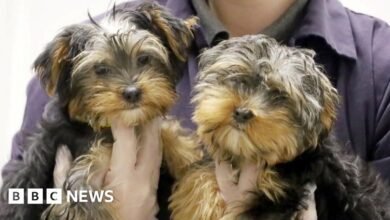 Charities praise new law banning puppy smuggling