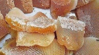 Iran joins the worlds top honey producers