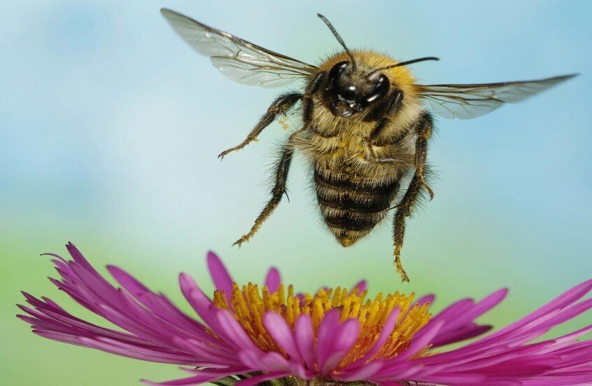 An important achievement in neurotechnology.. Chinese scientists create a cyborg bee