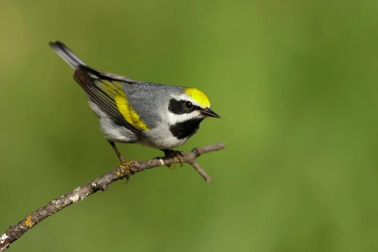 Five Great Forests That Decide the Fate of Migratory Birds Five Great Forests That Decide the Fate of Migratory Birds