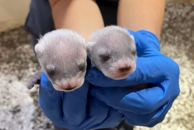 المشاهير يقومون الآن باستنساخ حيواناتهم الأليفة لكن الخبراء يحذرون من المخاطر الخفية ScienceAlert المشاهير يقومون الآن باستنساخ حيواناتهم الأليفة لكن الخبراء يحذرون من المخاطر الخفية ScienceAlert