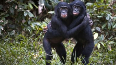 Male Bonobos Crack the Code of Hidden Fertility Signals