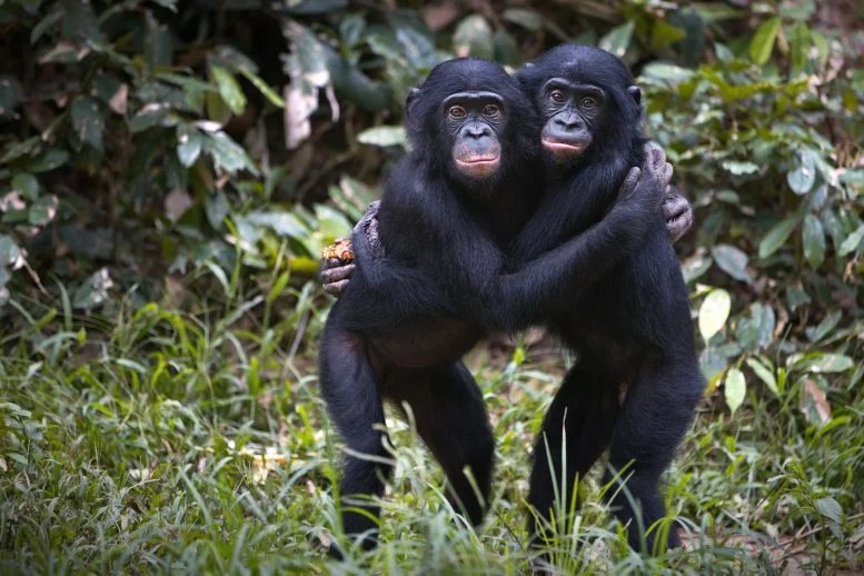 Male Bonobos Crack the Code of Hidden Fertility Signals