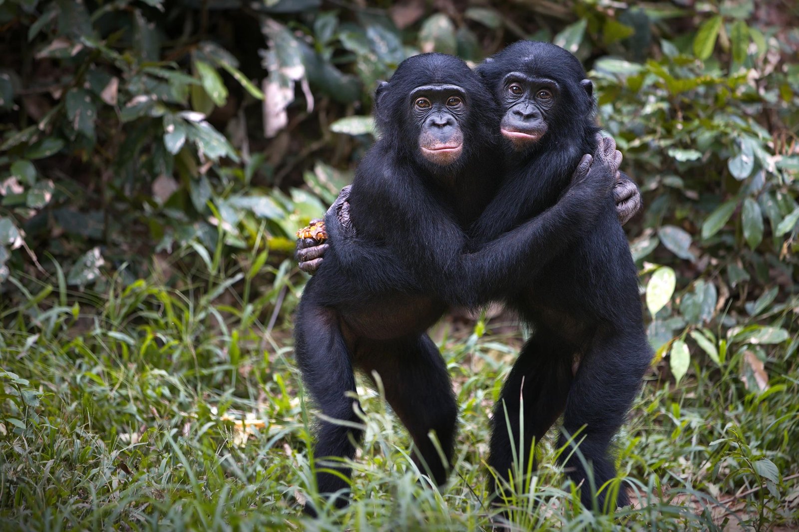 Male Bonobos Crack the Code of Hidden Fertility Signals