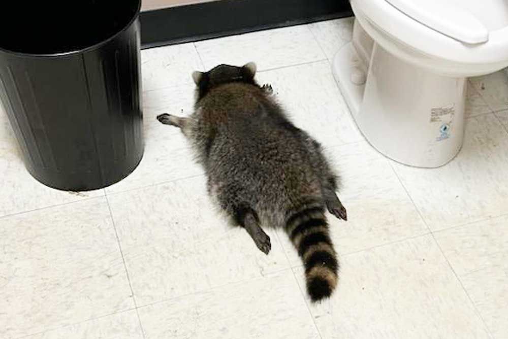 Viral Drunk Raccoon Liquor Store Releases 3 Cocktails Inspired by Its Boozy Visitor