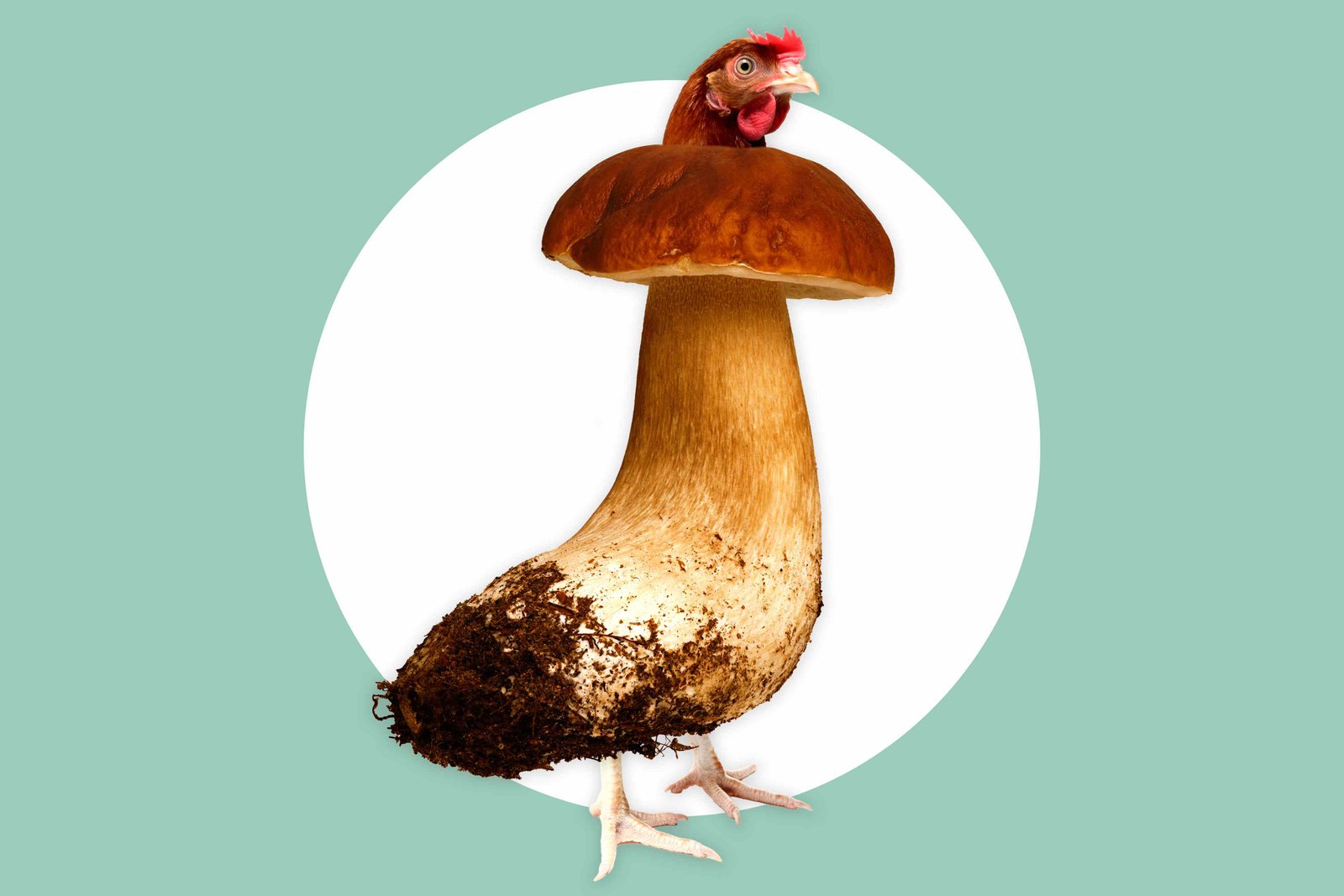 Scientists Unveil FCPD, a ‘Meatlike’ Fungus That Digests Easier and Grows Faster Scientists Unveil FCPD, a ‘Meatlike’ Fungus That Digests Easier and Grows Faster