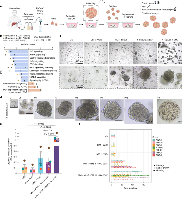Human assembloids recapitulate periportal liver tissue in vitro
