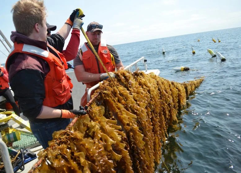 Kelson Marine and Collaborators Kelp Farm
