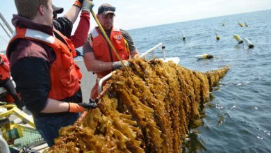New Tech Slashes Kelp Production Costs by a Staggering 85%