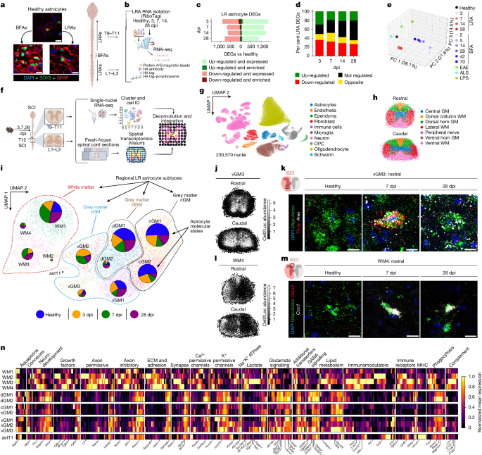Lesion-remote astrocytes govern microglia-mediated white matter repair