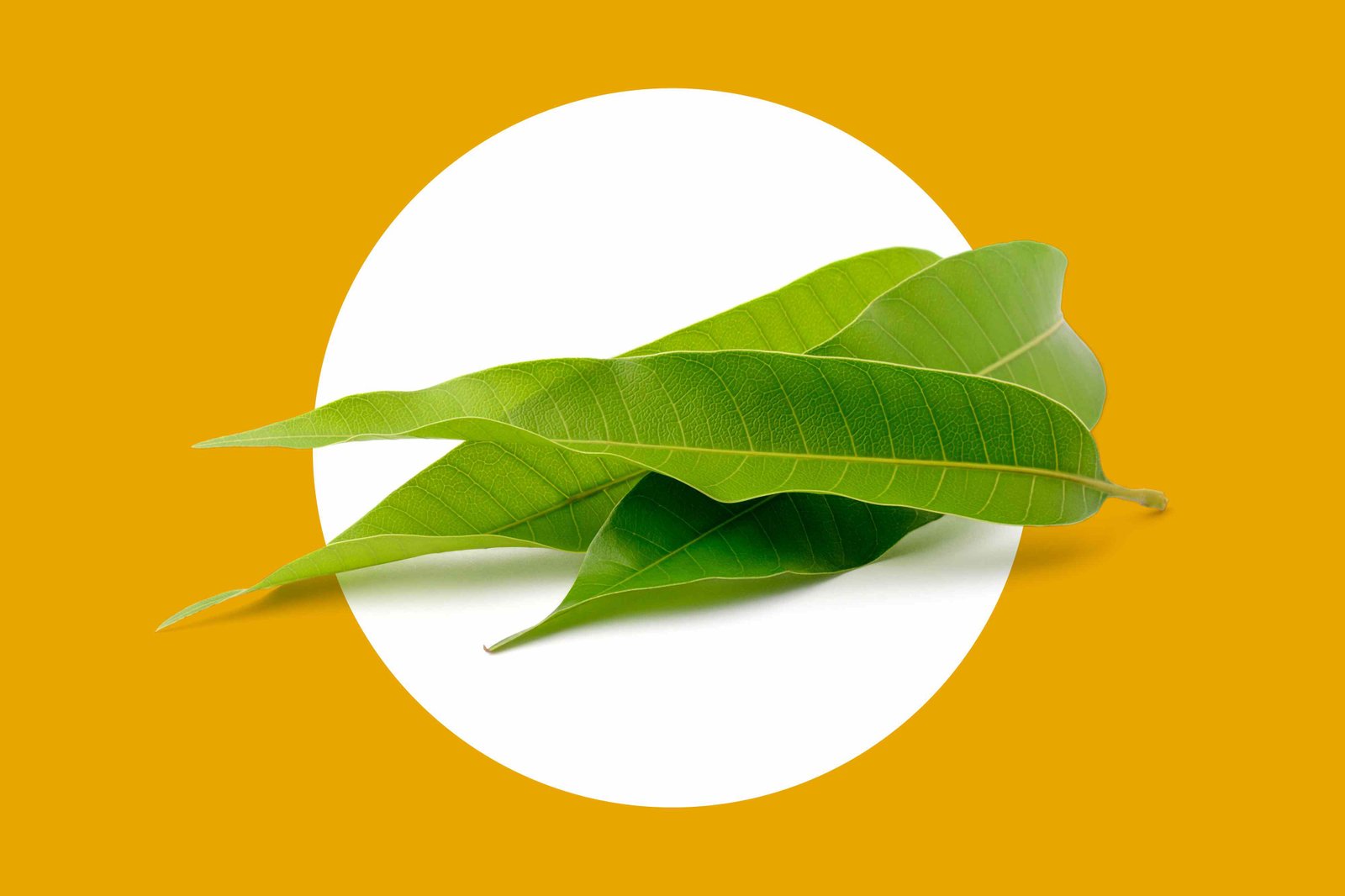Can Mango Leaf Tea Support Brain Health? Experts Weigh In