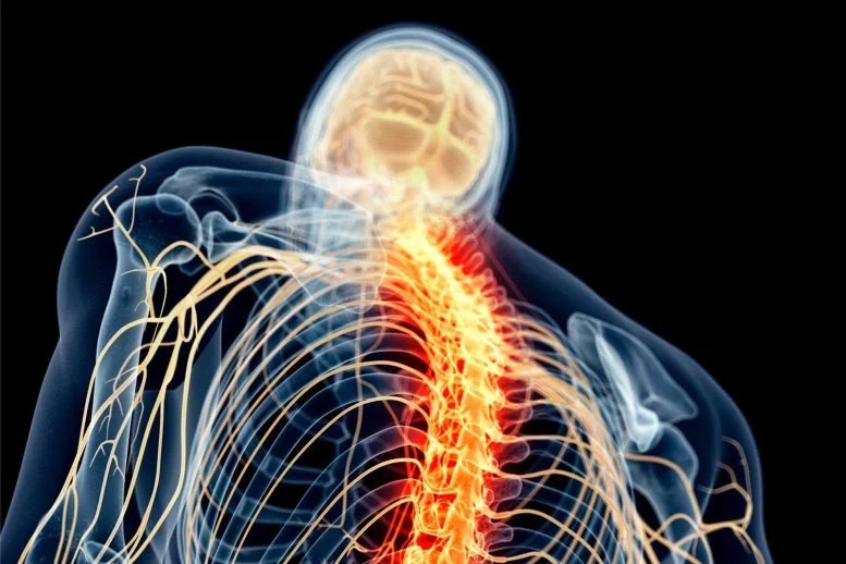 وظيفة خلايا الدماغ غير المعروفة سابقًا يمكن أن تُحدث تحولًا في علاج إصابات النخاع الشوكي وظيفة خلايا الدماغ غير المعروفة سابقًا يمكن أن تُحدث تحولًا في علاج إصابات النخاع الشوكي