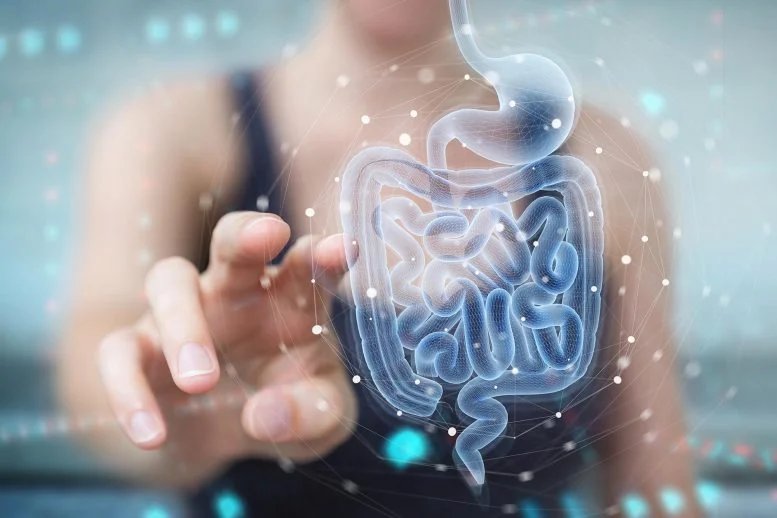 A Tiny Gut Molecule Could Transform Diabetes Treatment