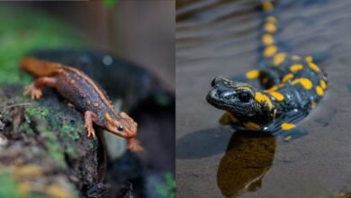 Whats the difference between a newt and a salamander?