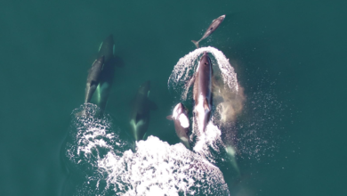Killer whales are teaming up with dolphins on salmon hunts, study finds
