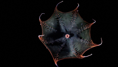 Scientists finally sequence the vampire squids huge genome, revealing secrets of the living fossil