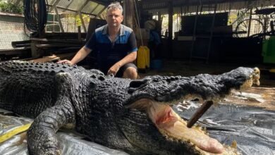 Cassius the giant crocodile died from sepsis after 40