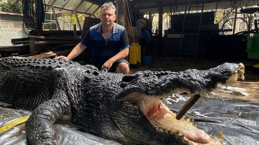 Cassius the giant crocodile died from sepsis after 40