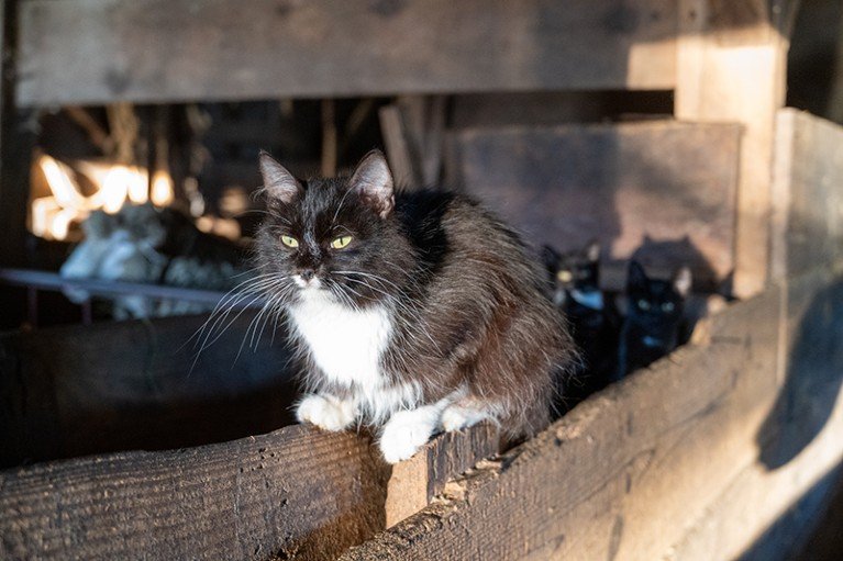Could tracking animals’ health help to avert the next pandemic?