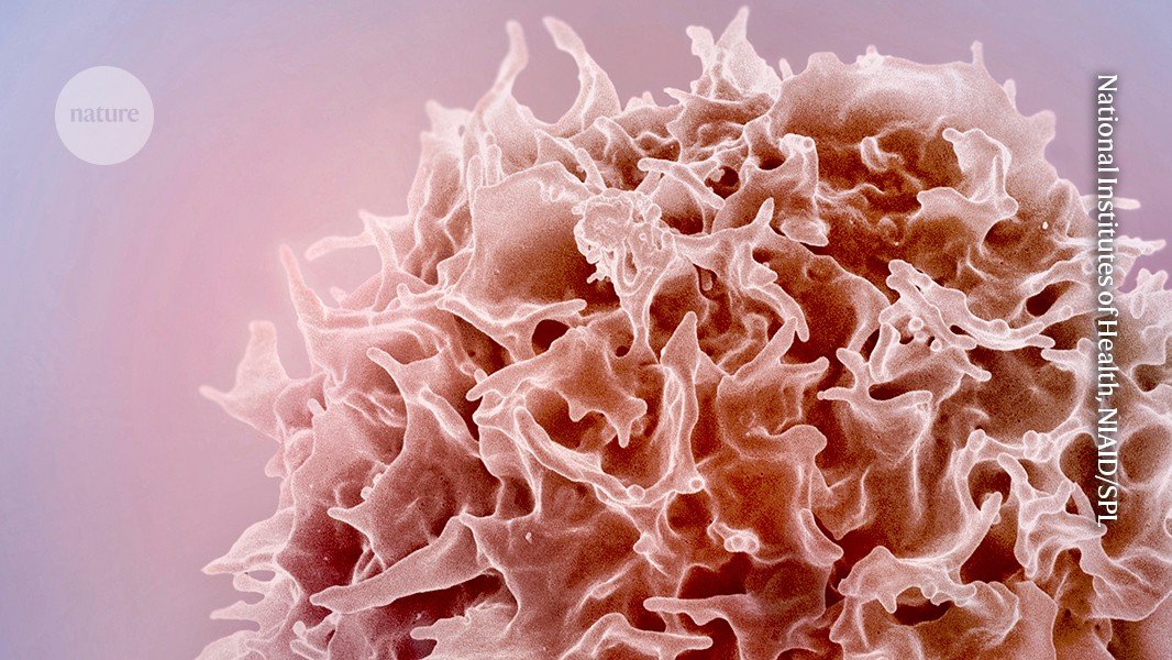 mRNA therapy turns back the clock