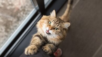 Cats meow at men than women to get their attention and its a sign they are master manipulators