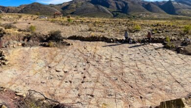 18,000 dinosaur tracks discovered along ancient Bolivian coastline
