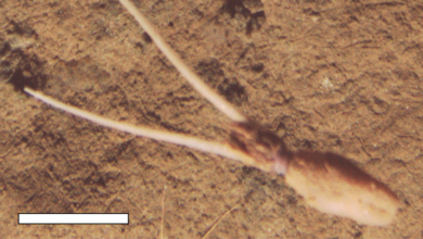 Very novel and very puzzling Unknown species of squid spotted burying itself upside down, pretending to be a plant