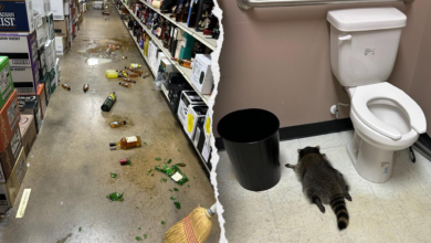 Raccoon breaks into Virginia liquor store and passes out inside