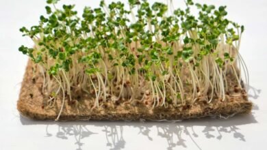 Broccoli Sprouts Linked to Lower Blood Sugar, Study Finds