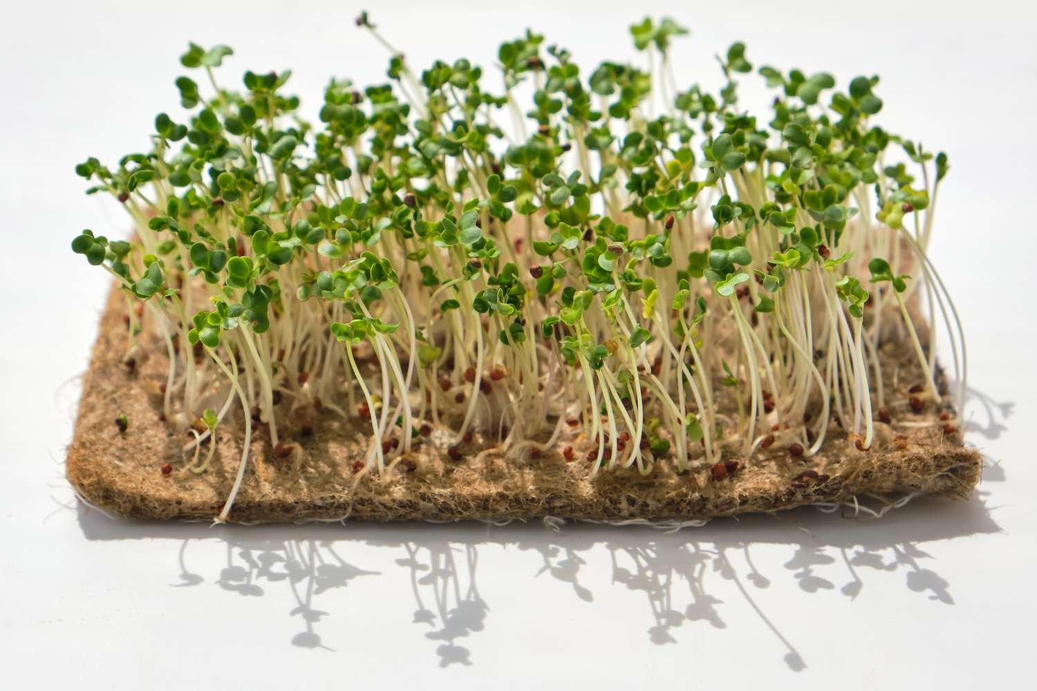 Broccoli Sprouts Linked to Lower Blood Sugar, Study Finds