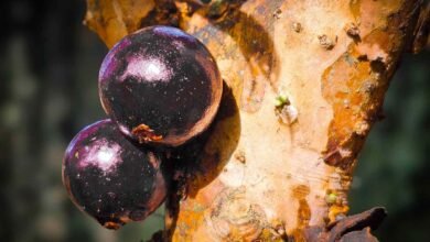 Is Jaboticaba the Next Breakout Superfood? Researchers Think So