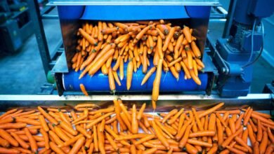 Are Carrot Scraps Powering the Next Big Alternative Protein?