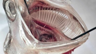This Fish-Inspired Filter Could Keep Microplastics Out of Groundwater